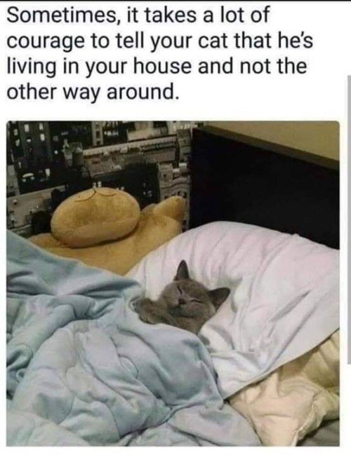 Sometimes, it takes a lot of courage to tell your cat that he's living in your house and not the other way around.