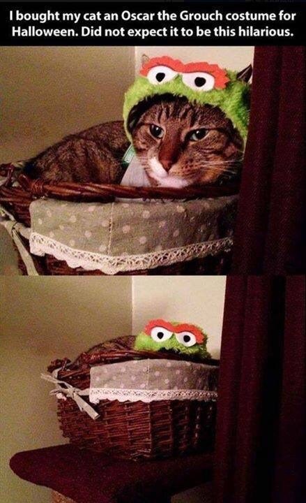 I bought my cat an Oscar the Grouch costume for Halloween. Did not expect it to be this hilarious.