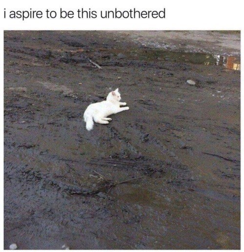 i aspire to be this unbothered
