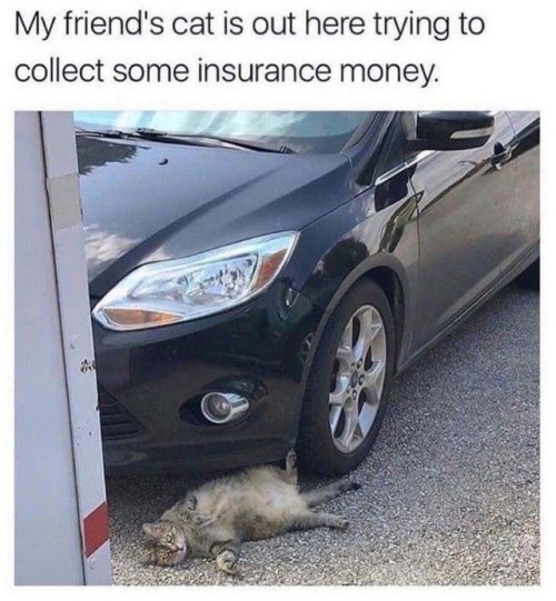 My friend's cat is out here trying to collect some insurance money.