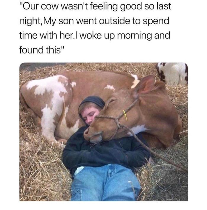 "Our cow wasn't feeling good so last night, My son went outside to spend time with her.I woke up morning and found this"