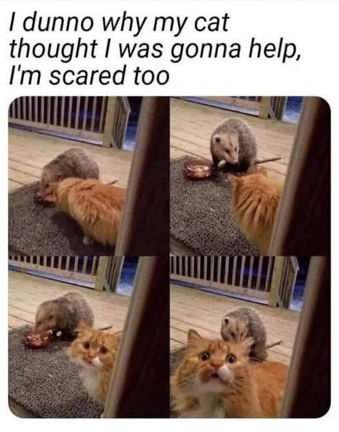 I dunno why my cat thought I was gonna help, I'm scared too