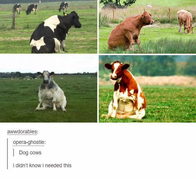 awwdorables: opera-ghostie: |Dog cows i didn't know i needed this