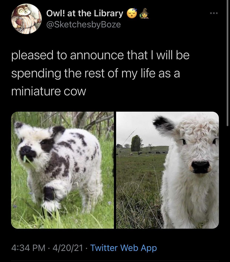 Owl! at the Library @SketchesbyBoze pleased to announce that I will be spending the rest of my life as a miniature cow 4:34 PM - 4/20/21 Twitter Web App
