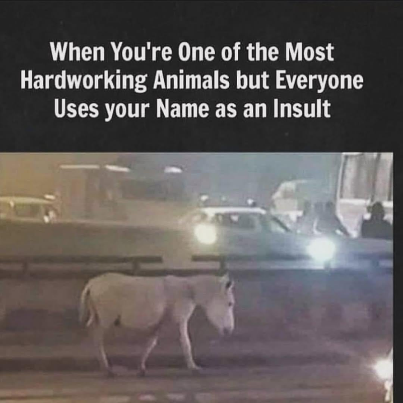 When You're One of the Most Hardworking Animals but Everyone Uses your Name as an Insult