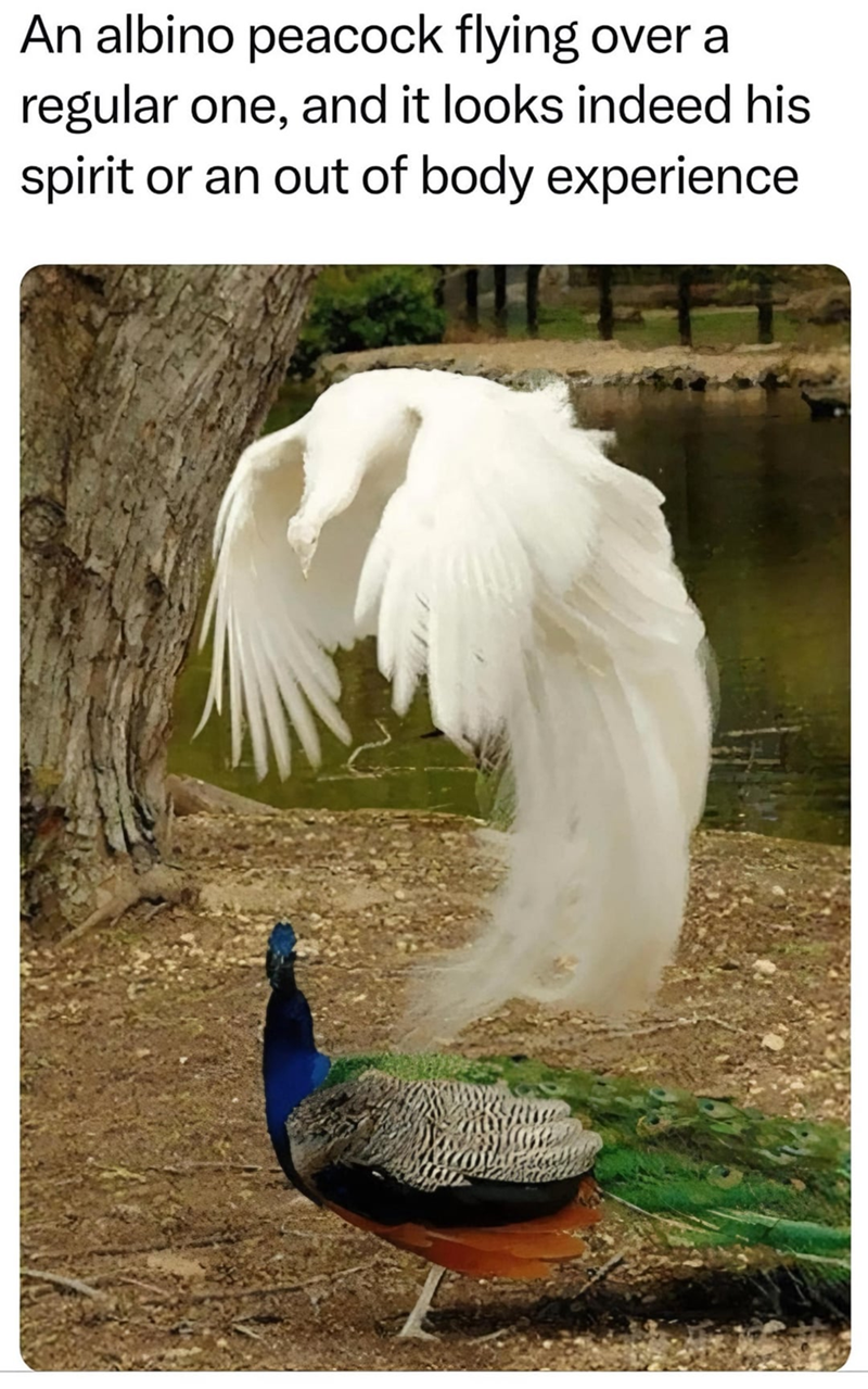 An albino peacock flying over a regular one, and it looks indeed his spirit or an out of body experience