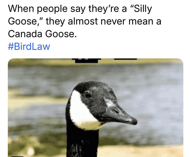 When people say they're a "Silly Goose," they almost never mean a Canada Goose. #BirdLaw