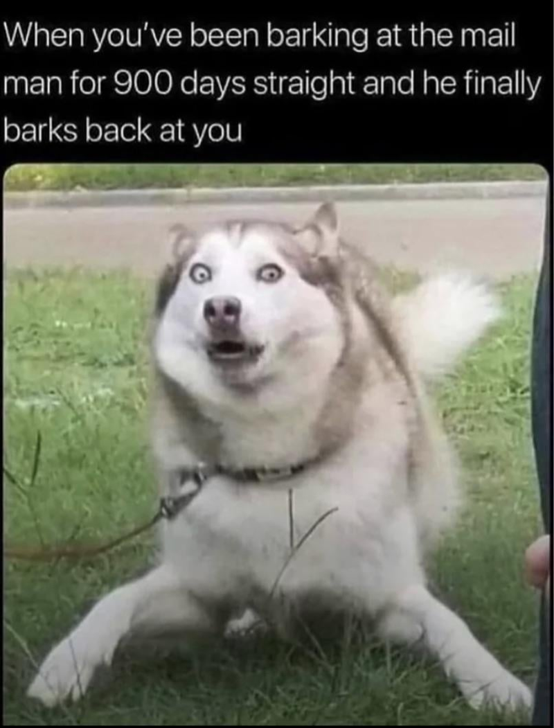 When you've been barking at the mail man for 900 days straight and he finally barks back at you