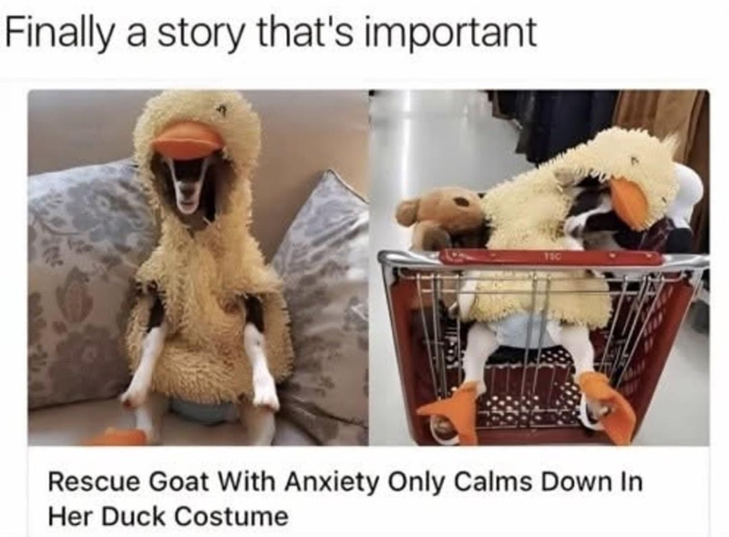 Finally a story that's important 100 Rescue Goat With Anxiety Only Calms Down In Her Duck Costume