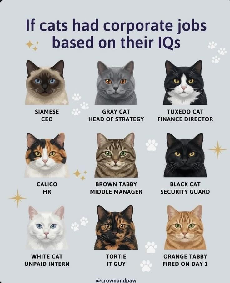 If cats had corporate jobs based on their IQs SIAMESE CEO GRAY CAT TUXEDO CAT HEAD OF STRATEGY FINANCE DIRECTOR CALICO HR BROWN TABBY MIDDLE MANAGER BLACK CAT SECURITY GUARD WHITE CAT UNPAID INTERN TORTIE IT GUY ORANGE TABBY FIRED ON DAY 1 @crownandpaw
