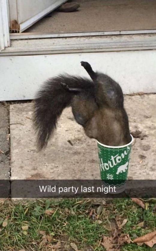 Horton Wild party last night