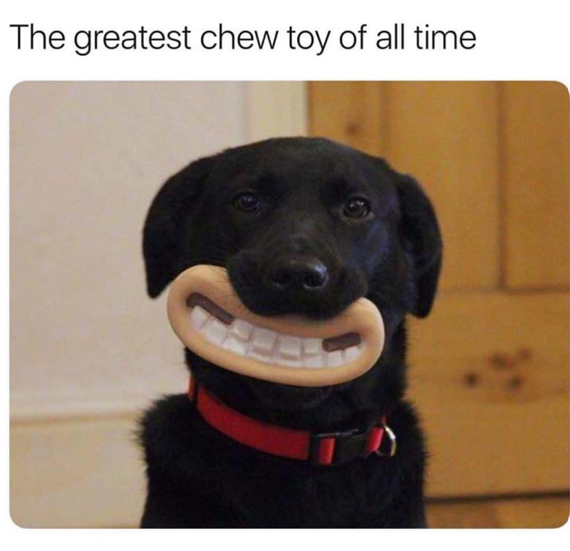 The greatest chew toy of all time
