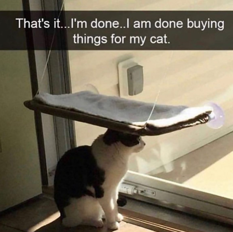 That's it...I'm done..I am done buying things for my cat.