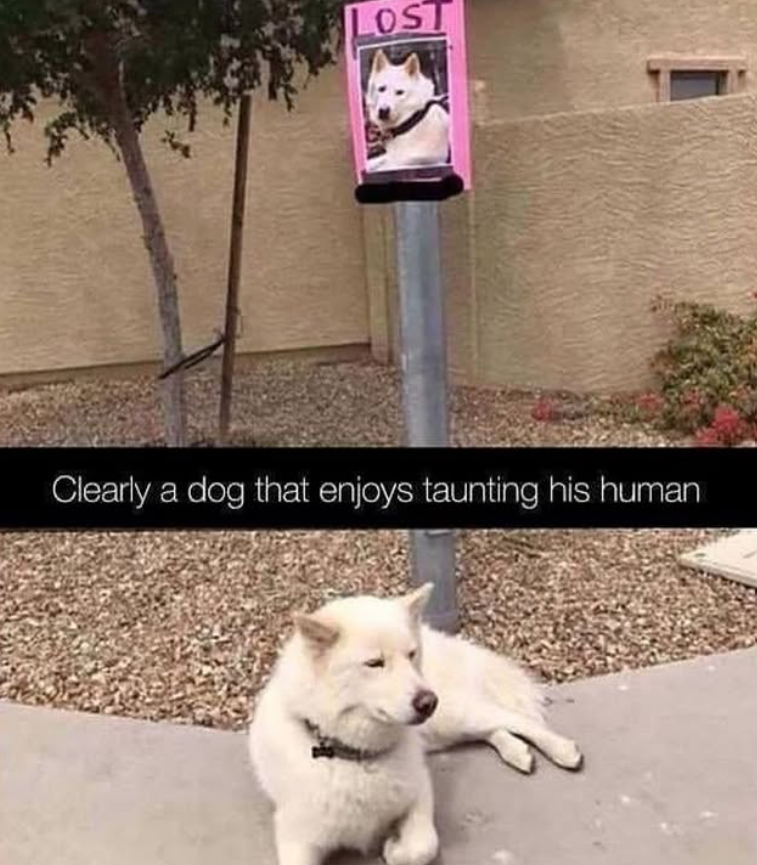 LOST Clearly a dog that enjoys taunting his human