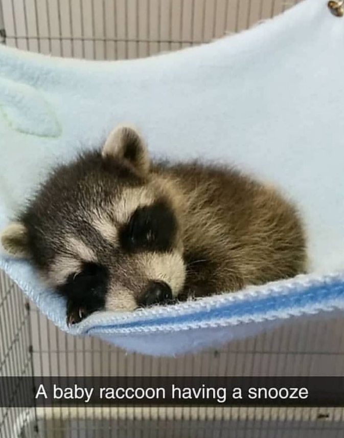 A baby raccoon having a snooze