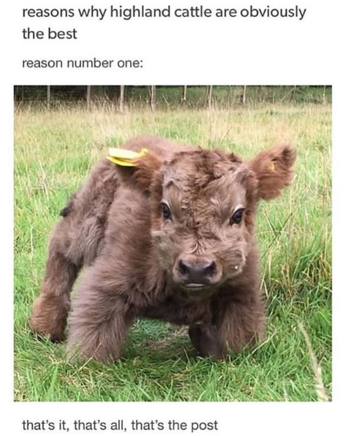 reasons why highland cattle are obviously the best reason number one: that's it, that's all, that's the post