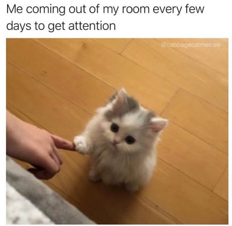 Me coming out of my room every few days to get attention @cabbagecatmemes