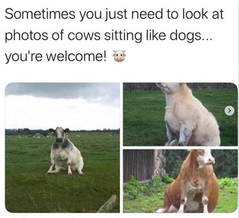 Sometimes you just need to look at photos of cows sitting like dogs... you're welcome!