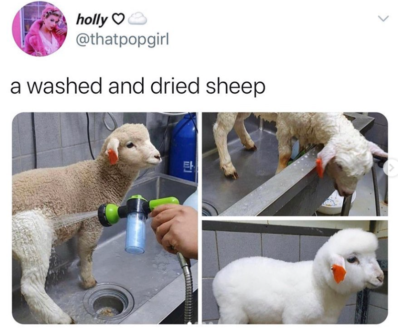 holly♡ @thatpopgirl a washed and dried sheep 탄