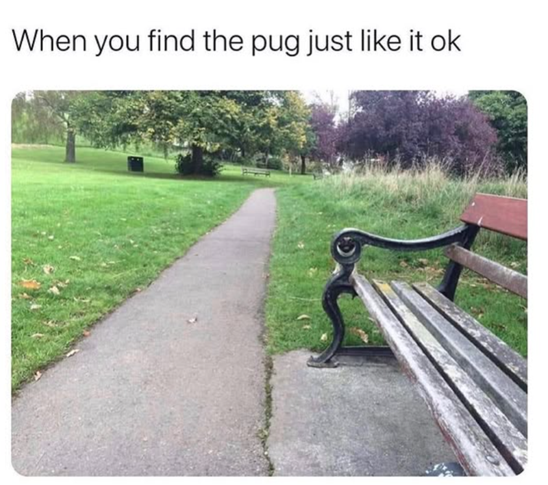 When you find the pug just like it ok