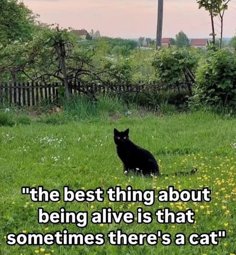 "the best thing about being alive is that sometimes there's a cat"