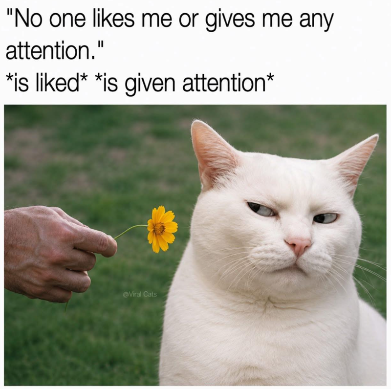 "No one likes me or gives me any attention." *is liked* *is given attention* @Viral Cats