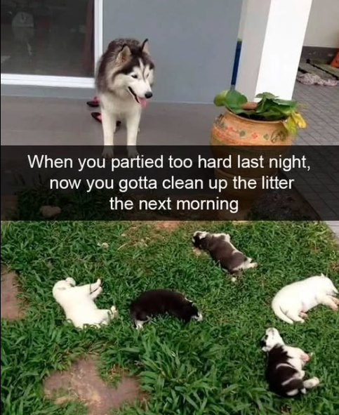 When you partied too hard last night, now you gotta clean up the litter the next morning