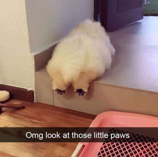 Omg look at those little paws