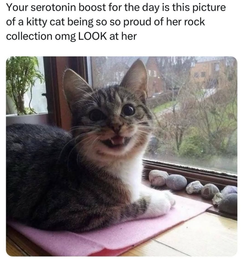 Your serotonin boost for the day is this picture of a kitty cat being so so proud of her rock collection omg LOOK at her