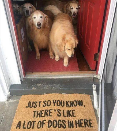 JUST SO YOU KNOW, THERE'S LIKE A LOT OF DOGS IN HERE