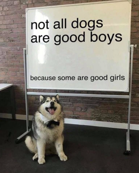 not all dogs are good boys because some are good girls