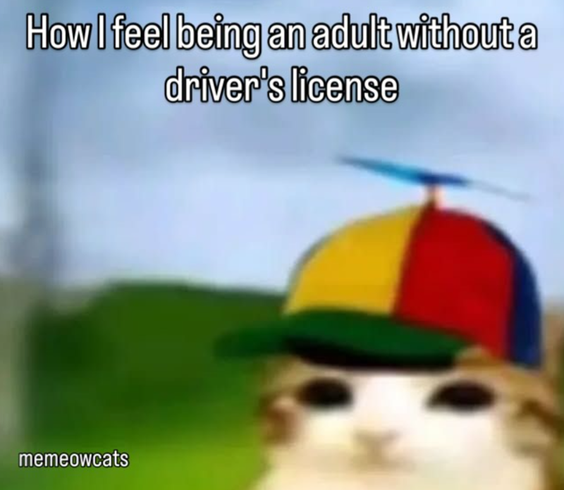How I feel being an adult without a driver's license memeowcats