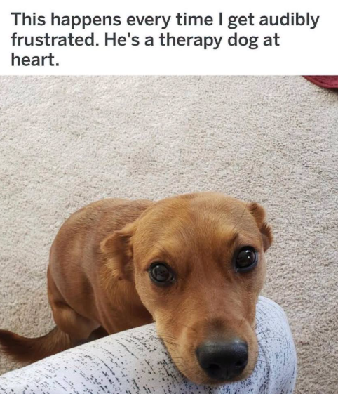 This happens every time I get audibly frustrated. He's a therapy dog at heart.