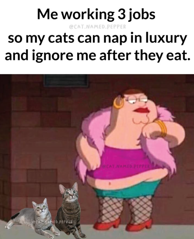 Me working 3 jobs @CAT.NAMED.PEPPER so my cats can nap in luxury and ignore me after they eat. eCAT NAMED PEPPER @CAT NAMED PEPPER