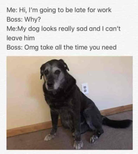 Me: Hi, I'm going to be late for work Boss: Why? Me:My dog looks really sad and I can't leave him Boss: Omg take all the time you need