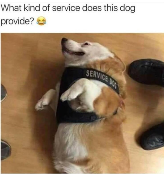 What kind of service does this dog provide? SERVICE DOS