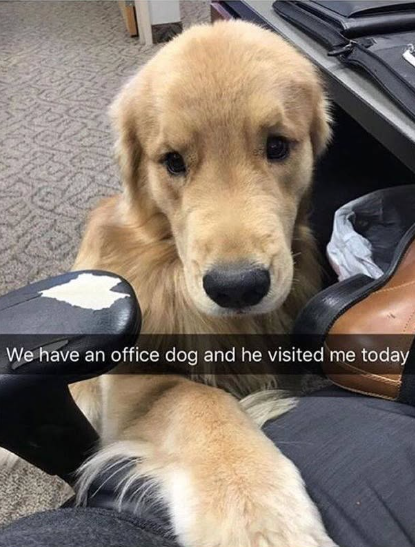 We have an office dog and he visited me today
