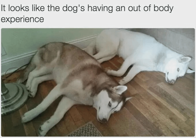 It looks like the dog's having an out of body experience