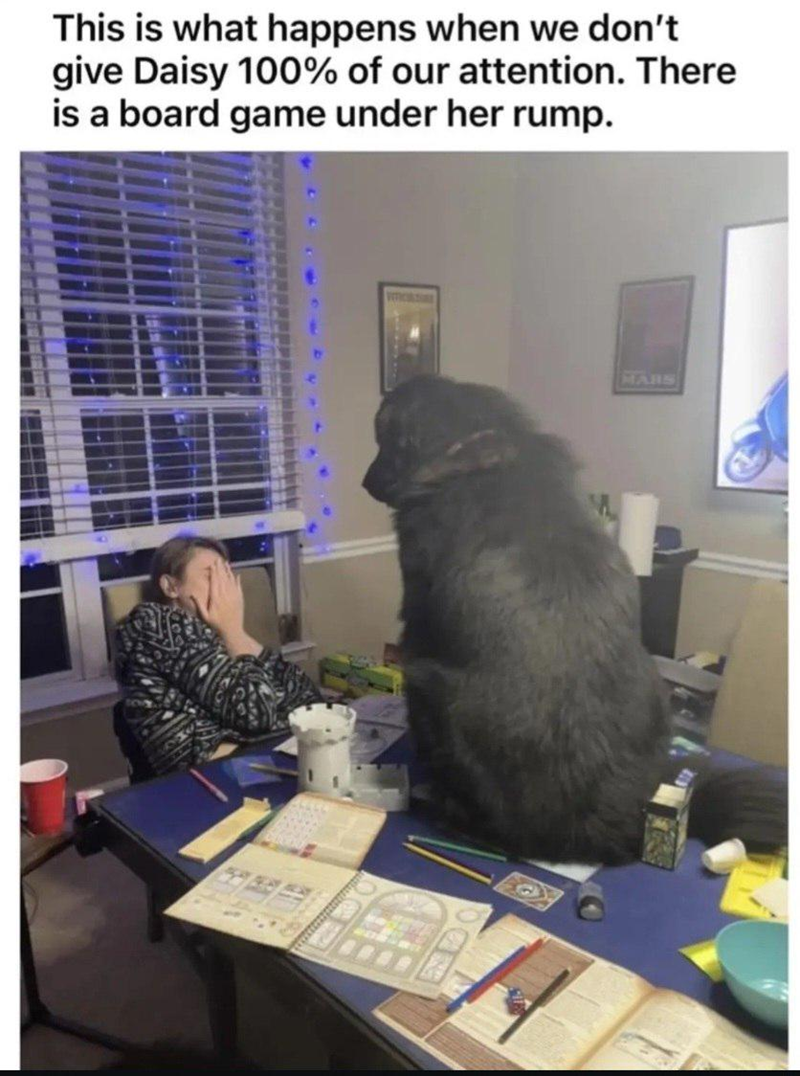 This is what happens when we don't give Daisy 100% of our attention. There is a board game under her rump. MARS