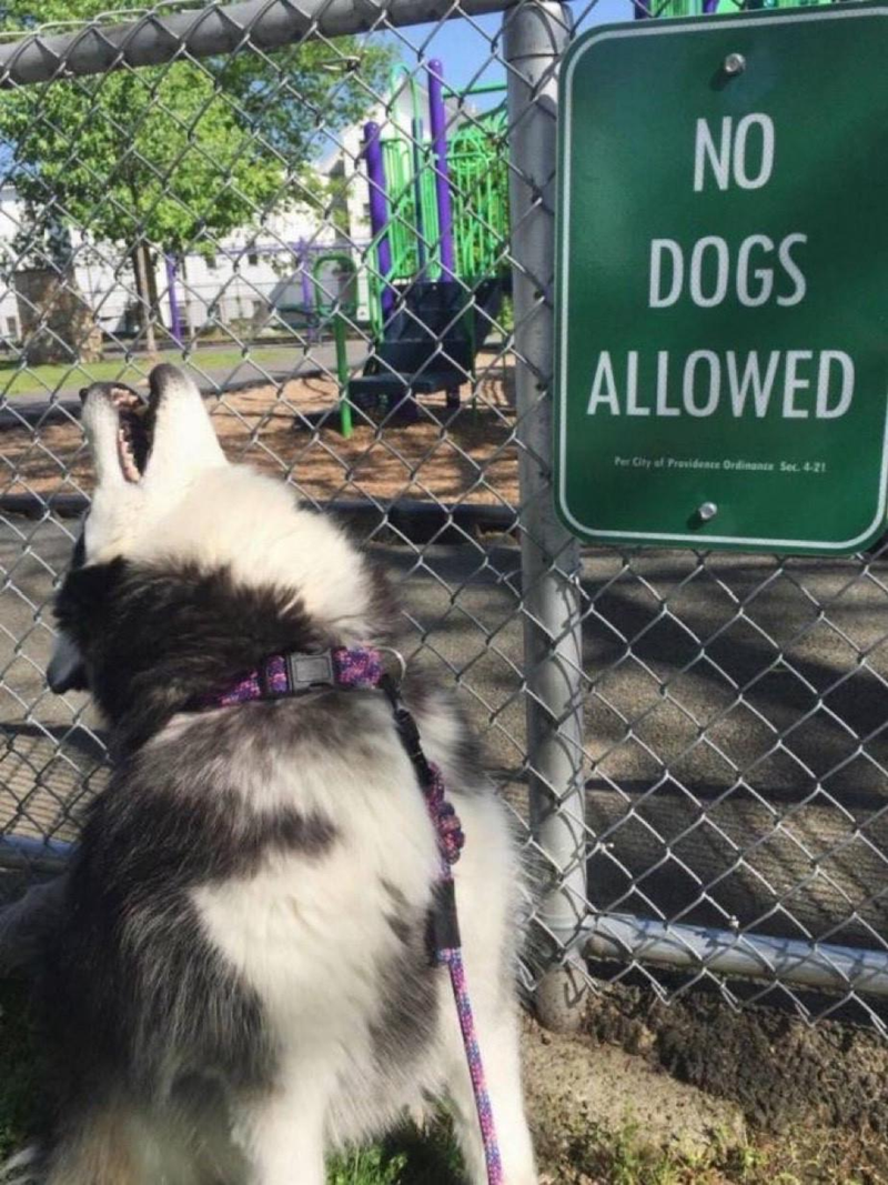 NO DOGS ALLOWED Per City of Providence Ordinance Sec. 4-21
