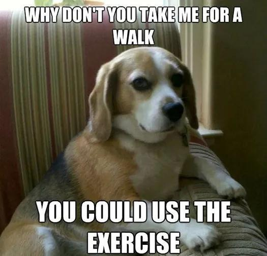 WHY DON'T YOU TAKE ME FOR A WALK YOU COULD USE THE EXERCISE