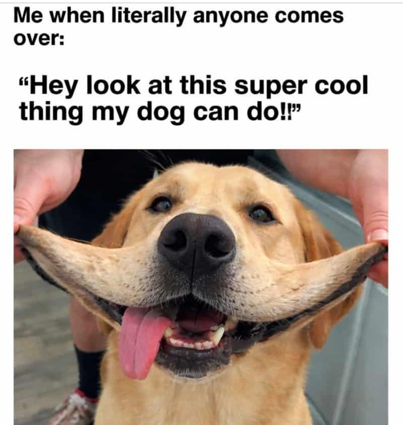 Me when literally anyone comes over: "Hey look at this super cool thing my dog can do!!"