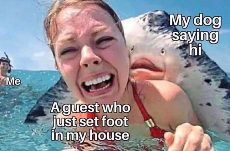 Me A guest who just set foot in my house My dog saying hi