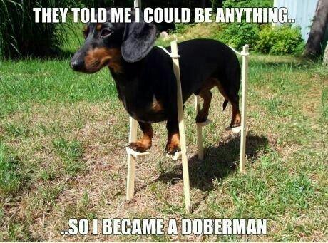 THEY TOLD ME I COULD BE ANYTHING... SO I BECAME A DOBERMAN