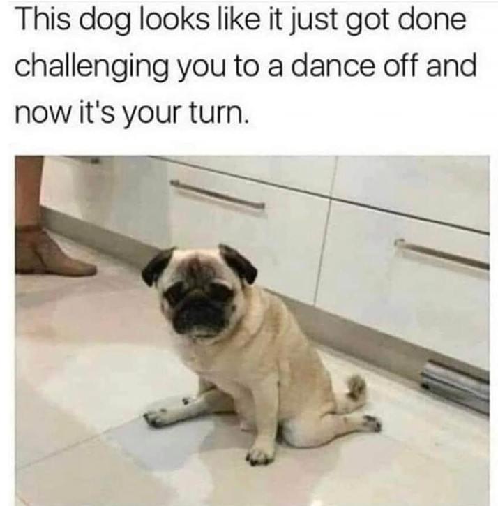 This dog looks like it just got done challenging you to a dance off and now it's your turn.