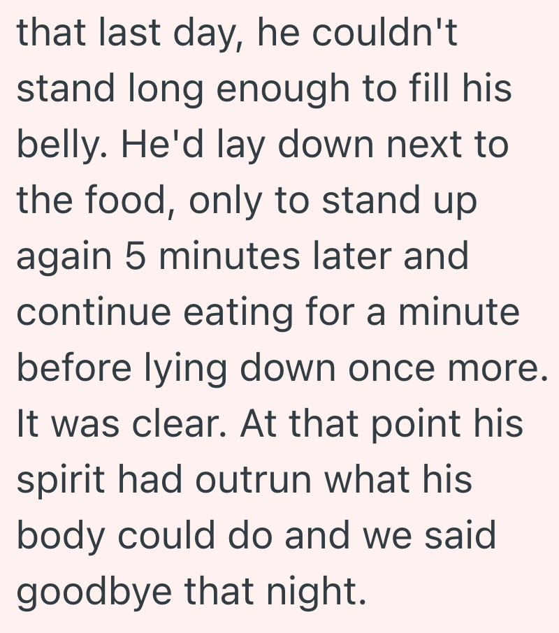 that last day, he couldn't stand long enough to fill his belly. He'd lay down next to the food, only to stand up again 5 minutes later and continue eating for a minute before lying down once more. It was clear. At that point his spirit had outrun what his body could do and we said goodbye that night.