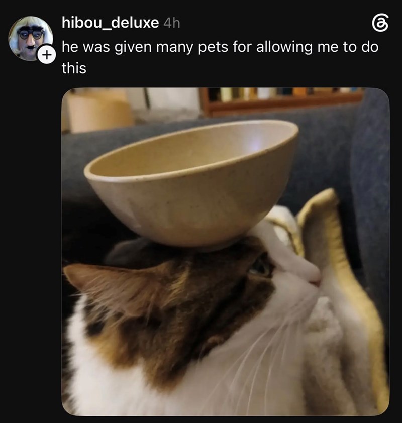 hibou_deluxe 4h கு he was given many pets for allowing me to do + this