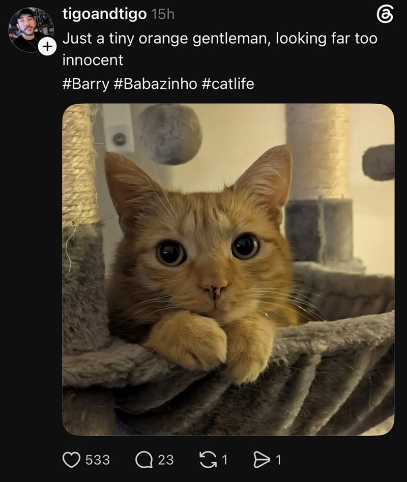 + tigoandtigo 15h Just a tiny orange gentleman, looking far too innocent #Barry #Babazinho #catlife 533 Q 23 1 A > 1 கு