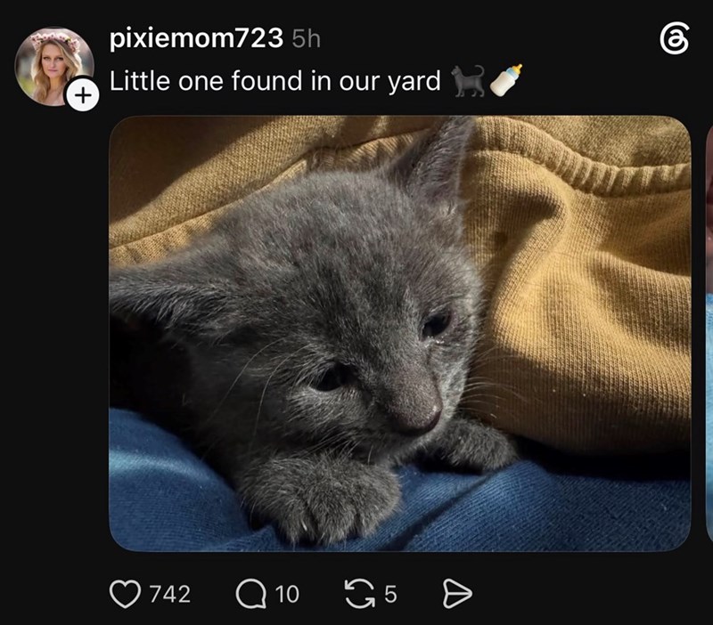 + pixiemom723 5h Little one found in our yard கு 742 Q 10 5 D
