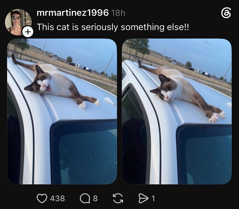 + mrmartinez1996 18h This cat is seriously something else!! 438 8 0 1 கு